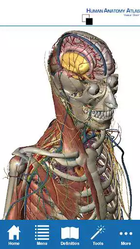 Play Human Anatomy Atlas - Springer Play Human Anatomy Atlas - Springer