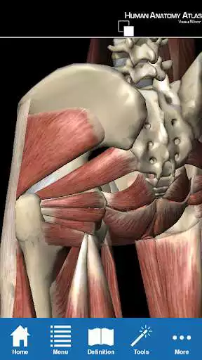 Play Human Anatomy Atlas - Springer Play Human Anatomy Atlas - Springer