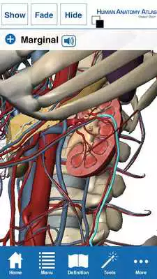 Play Human Anatomy Atlas - Springer Play Human Anatomy Atlas - Springer