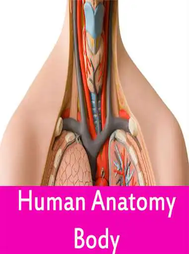 Play Human anatomy body  and enjoy Human anatomy body with UptoPlay