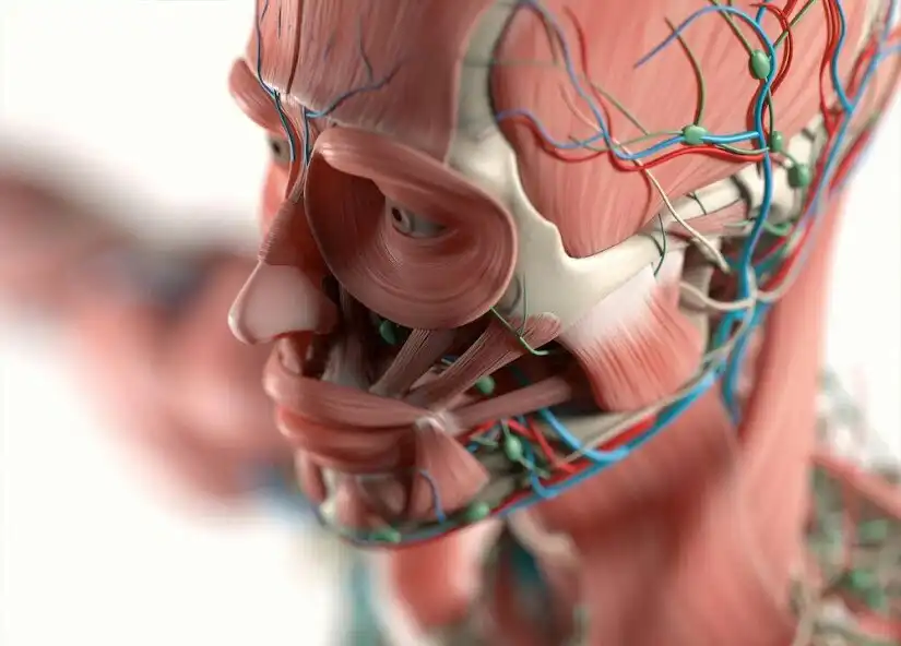 Play Human anatomy discover your bo  and enjoy Human anatomy discover your bo with UptoPlay