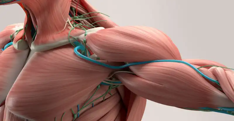 Play Human anatomy discover your bo as an online game Human anatomy discover your bo with UptoPlay