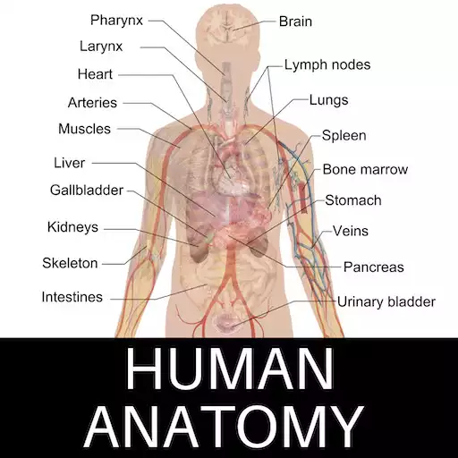 Free play online Human Anatomy  APK