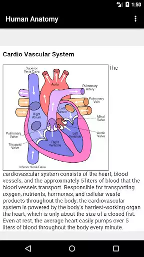 Play Human anatomy  and enjoy Human anatomy with UptoPlay