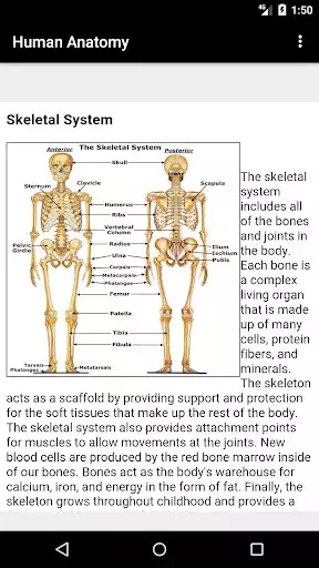 Play Human anatomy as an online game Human anatomy with UptoPlay
