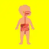 Free play online Human Body Anatomy for Kids 2 APK