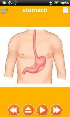 Play Human Body Anatomy for Kids 2