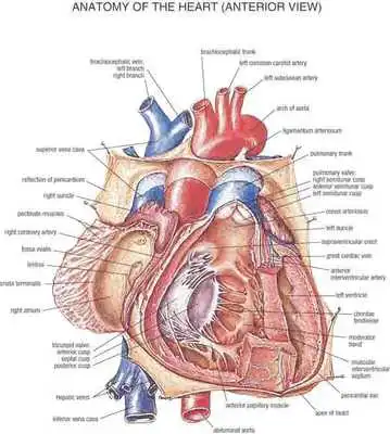 Play Human Body Anatomy
