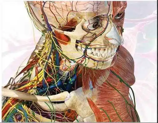 Play Human Body Anatomy