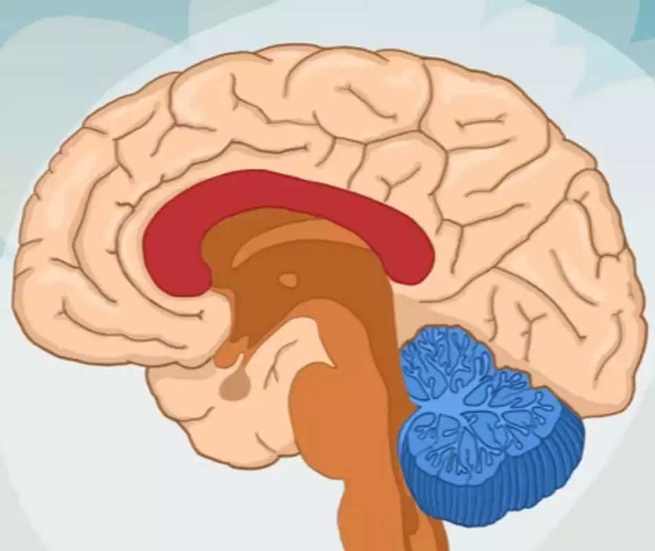 Play Human Body for Kids