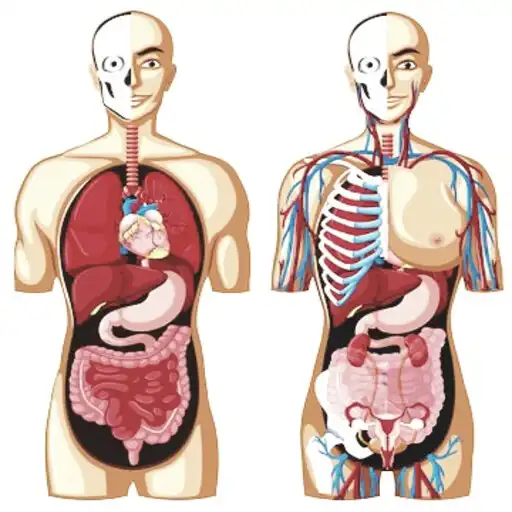 Play Human Body APK
