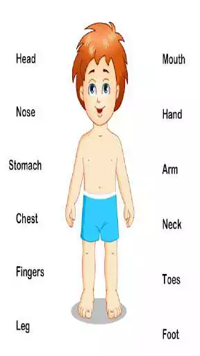 Play Human Body Parts  and enjoy Human Body Parts with UptoPlay