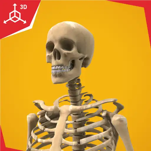 Play Human Skeletal System APK Play Human Skeletal System APK