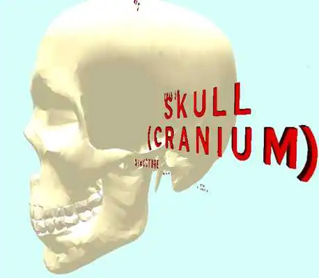 Play Human Skull / Cranium 3D