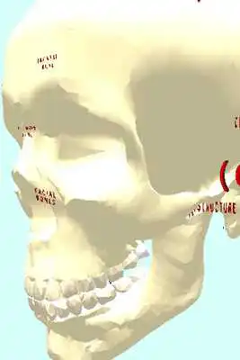 Play Human Skull / Cranium 3D