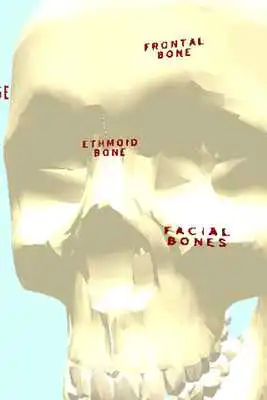 Play Human Skull / Cranium 3D