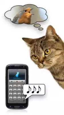 Play Human-to-Cat Translator as an online game Human-to-Cat Translator with UptoPlay