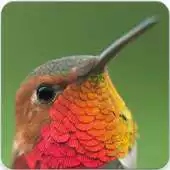 Free play online Hummingbird Call and Hummingbird Sounds APK Free play online Hummingbird Call and Hummingbird Sounds APK