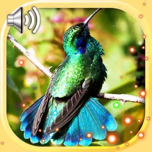Free play online Hummingbird Exotic APK