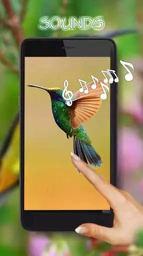 Play Hummingbird Exotic