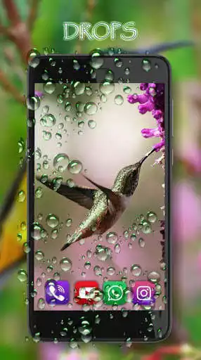 Play Hummingbird Exotic