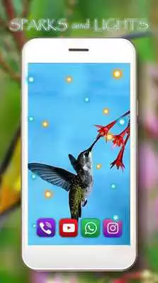 Play Hummingbird Exotic