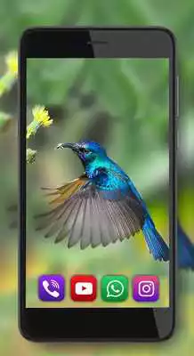 Play Hummingbird Exotic