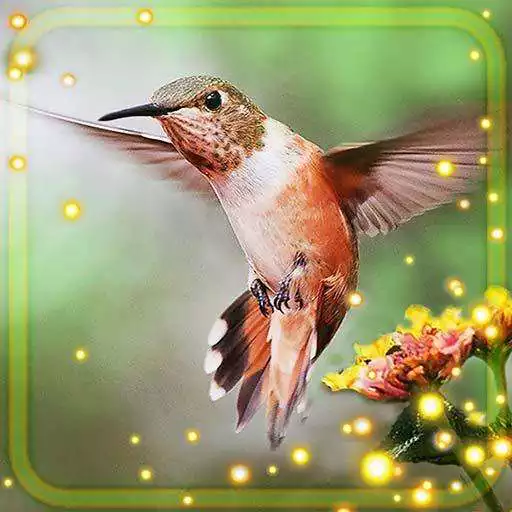 Free play online Hummingbird live wallpaper  APK