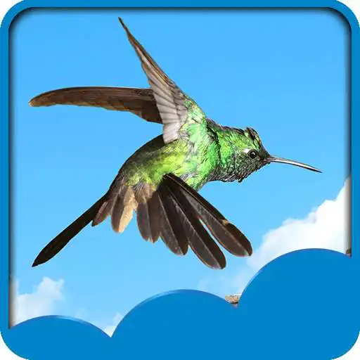 Free play online Hummingbird Live Wallpapers APK Free play online Hummingbird Live Wallpapers APK