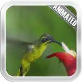 Free play online Hummingbird Video Lwp APK