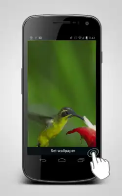 Play Hummingbird Video Lwp Play Hummingbird Video Lwp