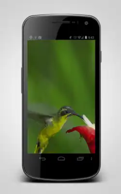 Play Hummingbird Video Lwp Play Hummingbird Video Lwp