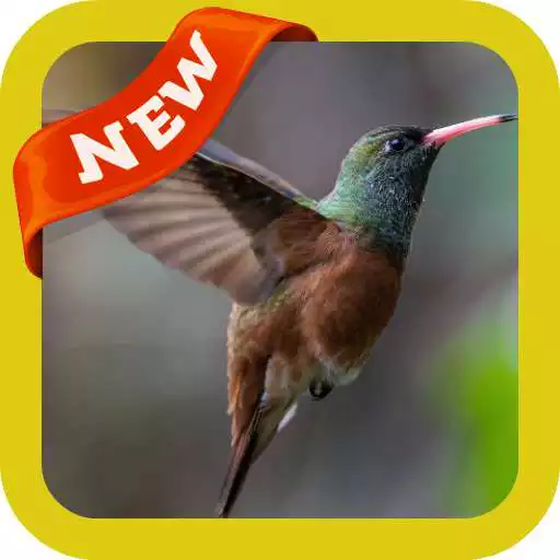 Free play online Hummingbird Wallpaper APK