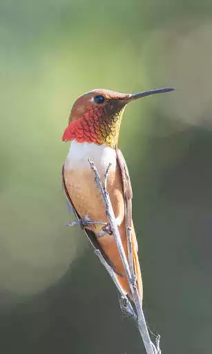 Play Humming Bird Wallpaper and enjoy Humming Bird Wallpaper with UptoPlay Play Humming Bird Wallpaper and enjoy Humming Bird Wallpaper with UptoPlay