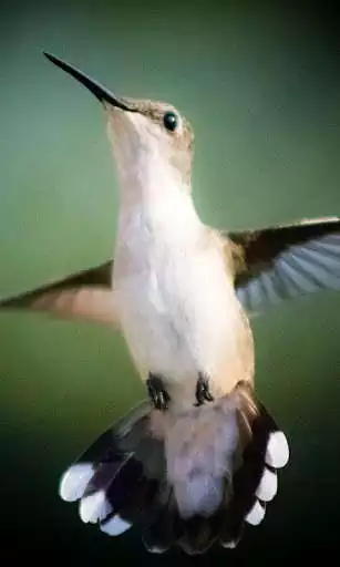 Play Humming Bird Wallpaper as an online game online Humming Bird Wallpaper with UptoPlay Play Humming Bird Wallpaper as an online game Humming Bird Wallpaper with UptoPlay