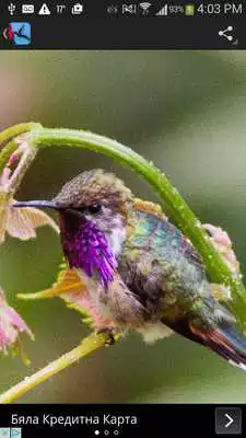Play Hummingbird Wallpaper Play Hummingbird Wallpaper