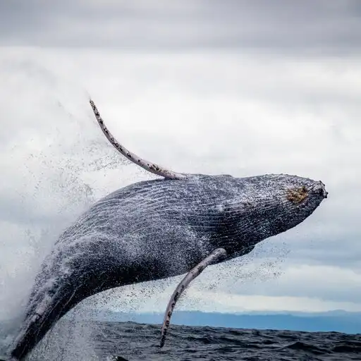 Play Humpback Whale sounds APK