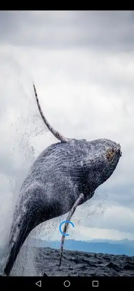 Play Humpback Whale sounds  and enjoy Humpback Whale sounds with UptoPlay