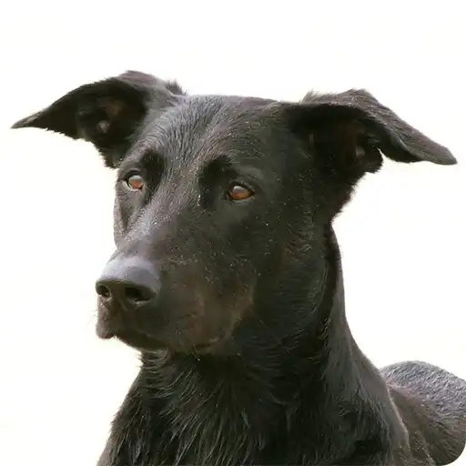 Play Hunde Community polar-chat.de APK Play Hunde Community polar-chat.de APK