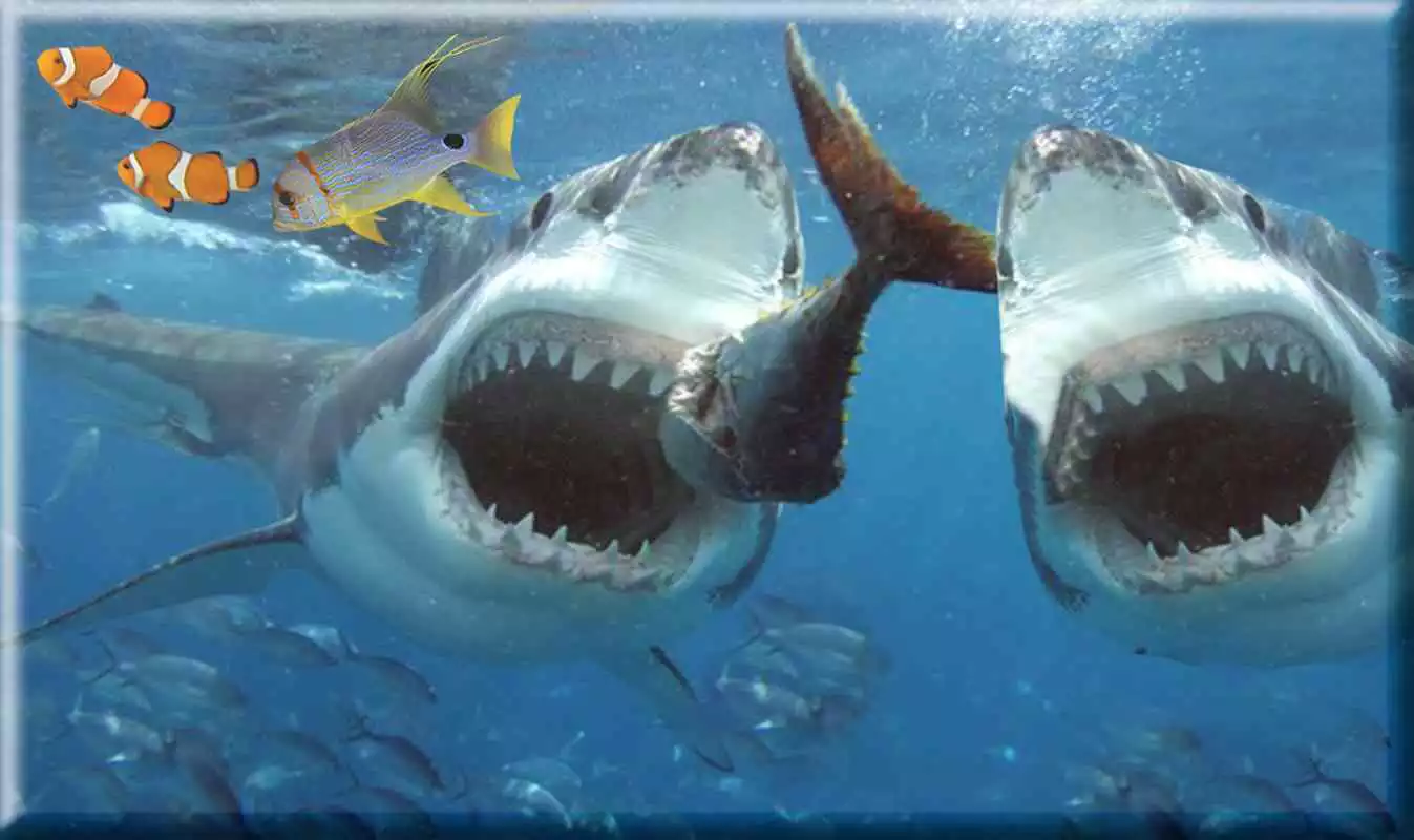 Play Hungry Shark Attack Blue Whale Evolution Simulator
