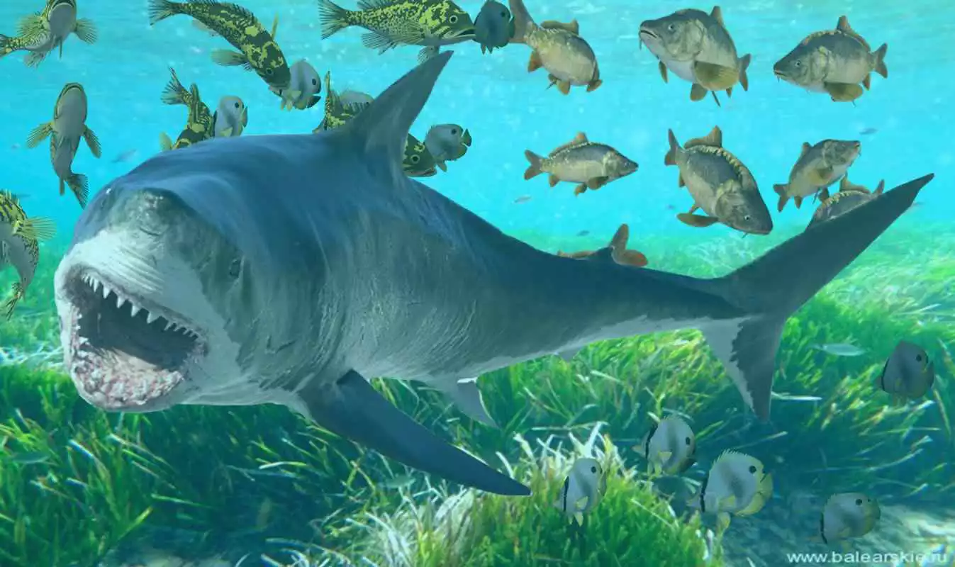 Play Hungry Shark Attack Blue Whale Evolution Simulator