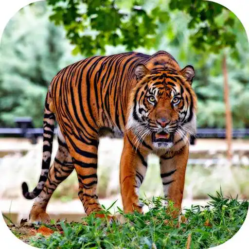 Play Hungry Tiger 3D APK