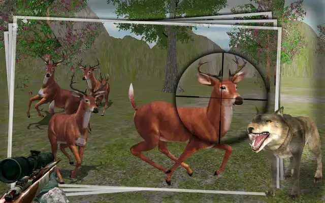 Play Hunt Animals in jungle