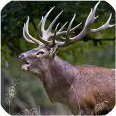 Free play online Hunting Animals Free APK Free play online Hunting Animals Free APK