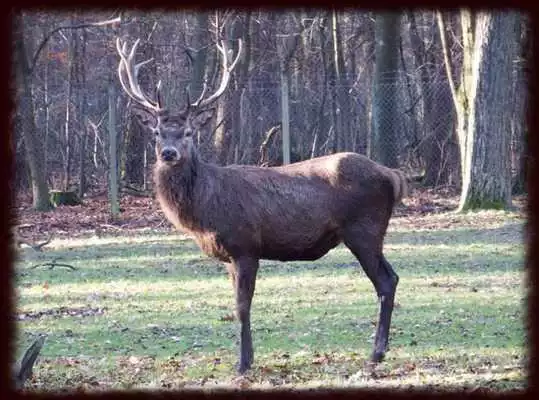 Play Hunting Wallpapers - Free