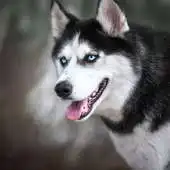 Free play online Huskies Dogs Fans Wallpapers Themes APK Free play online Huskies Dogs Fans Wallpapers Themes APK