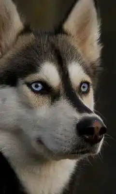 Play Huskies Dogs Fans Wallpapers Themes