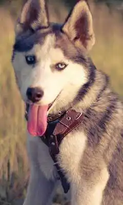 Play Huskies Dogs Fans Wallpapers Themes