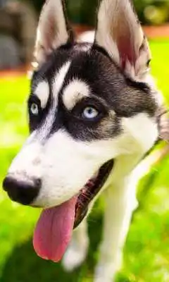 Play Huskies Dogs Fans Wallpapers Themes