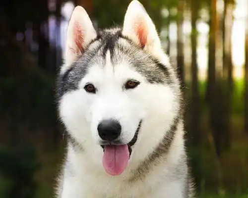 Play Huskies Dogs Fans Wallpapers Themes
